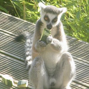 ring tailed lemur