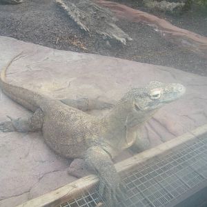 komodo dragon