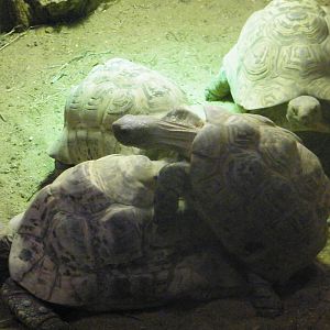 tortoise