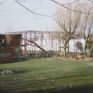 Chimp cage housing two young chimps. 1994.
