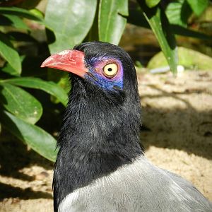 Coral-billed Ground Cuckoo (Carpococcyx renauldi)