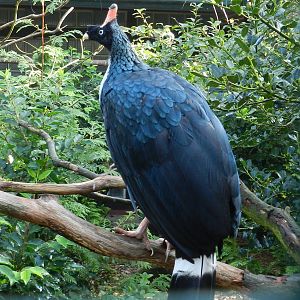 Horned Guan (Oreophasis derbianus)