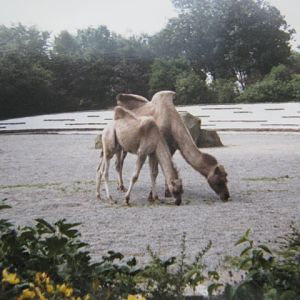 Camels 1987.