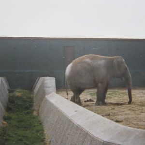 Asian Elephants