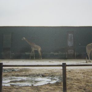 Giraffes
