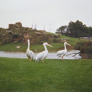 Pelicans