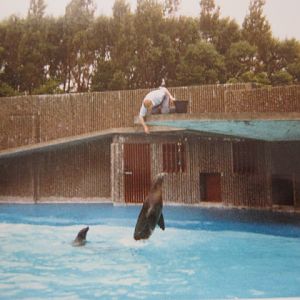 Californian Sealions