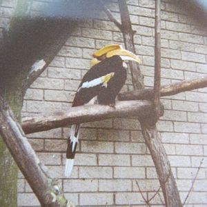 Great Indian Hornbill