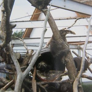 North American Tree Porcupines