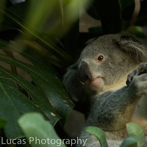 Koala