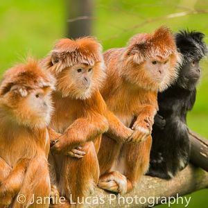 Eastern Javan Langur
