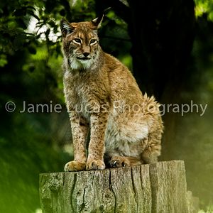 Siberian Lynx