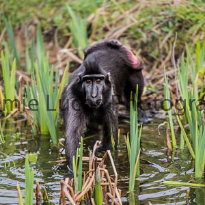 Crested black macaque