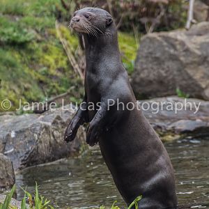 Giant Otters