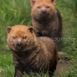 Bush Dogs