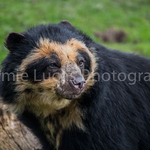 Andean Bear