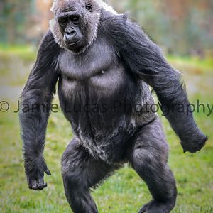 Gorilla