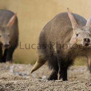 Aardvarks