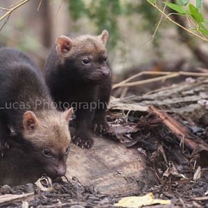 Bush Dogs