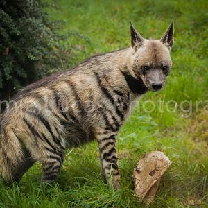 Striped Hyena