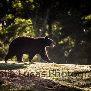 American Black Bear