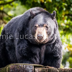 American Black Bear