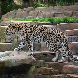 Amur Leopard