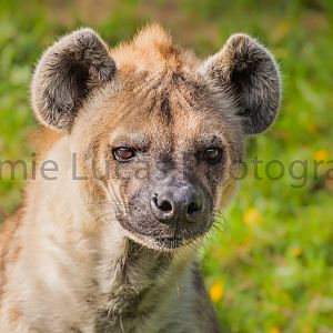 Spotted Hyena