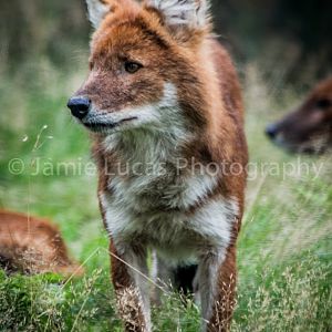 Dhole