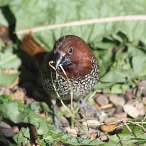 Spice Bird, 9th August 2014