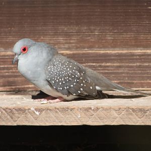 Diamond Dove, 9th August 2014