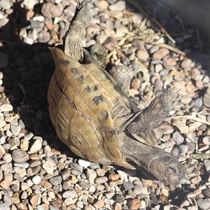 Silly creature, trying to climb the boarding; 9th August 2014