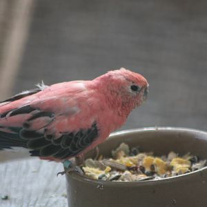 Blodwyn has a feast, 9th August 2014