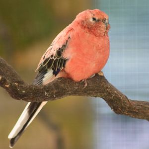 Blodwyn rests after her feast, 9th August 2014