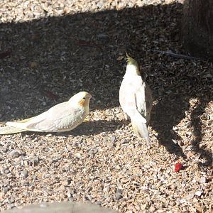 Pleading to be fed, 9th August 2014