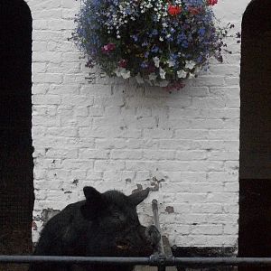 Never mind the rain, Pugwash is waiting for his tea; 10th August 2014