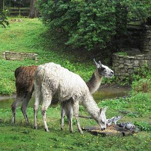 Soggy Llamas time again, 10th August 2014