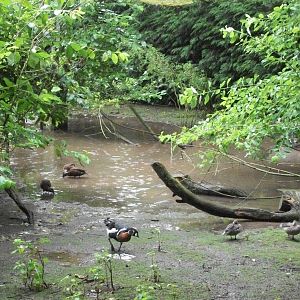 The extra pond has returned, 10th August 2014