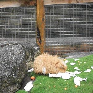 A soggy Guinea Pig too, 10th August 2014