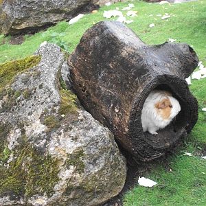 Sheltering from the rain, 10th August 2014