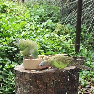 Polytelis picnic, 10th August 2014