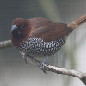 Spice Bird, 10th August 2014