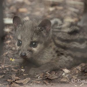 Young Fanaloka (Fossa fossana)