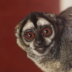 Spix's Night Monkey (Aotus vociferans)