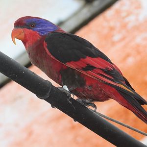 Black-winged Lory (Eos cyanogenia)
