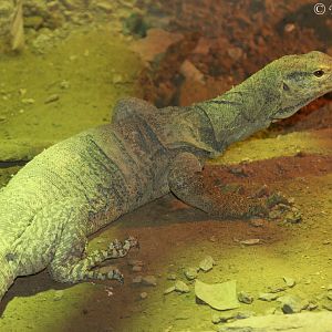 Gray's Monitor (Varanus olivaceus)