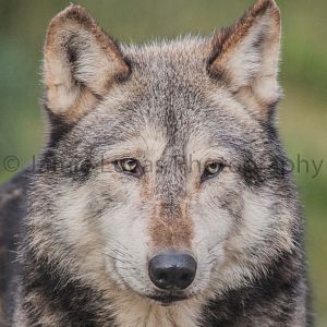 Mackenzie valley wolf