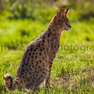 Serval