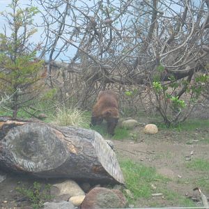 Wolverine Exhibit (Now Occupied!)