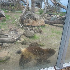 Wolverine Exhibit (Now Occupied!)